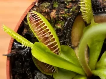 Carnivorous plants: care and types