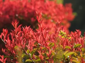 Garden plants: 20 perfect ideas to decorate your outdoor area